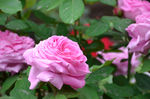 月季花