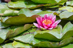 莲花