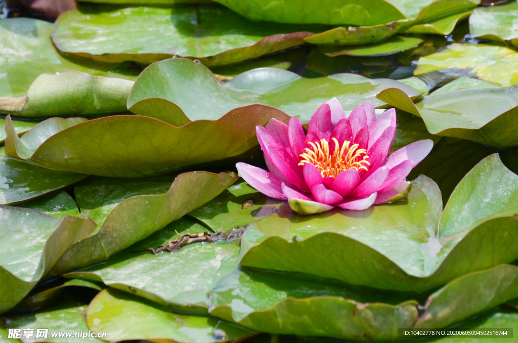 莲花