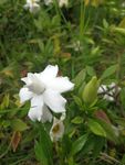 栀子花