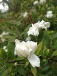 栀子花