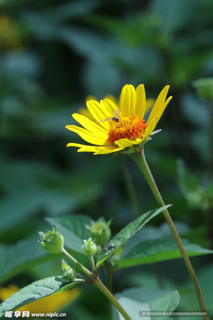 日光菊