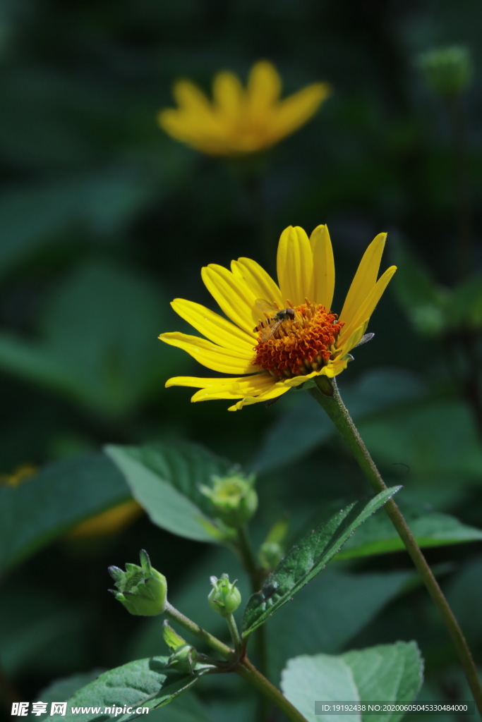 日光菊