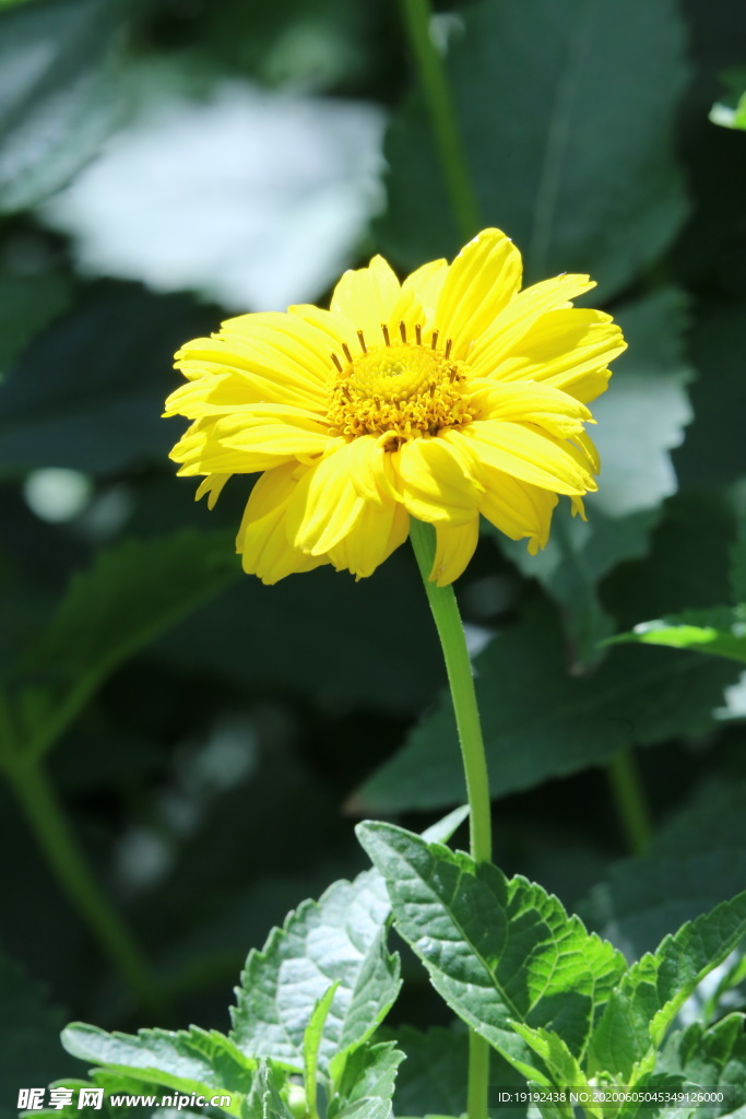 日光菊