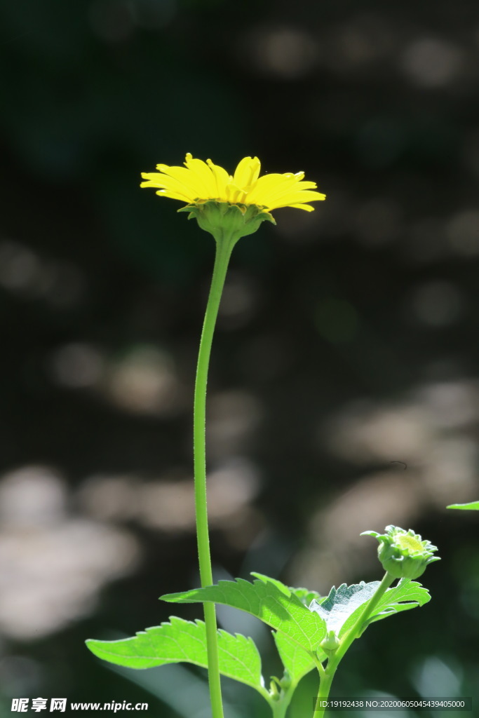 日光菊