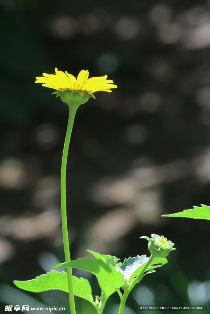 日光菊