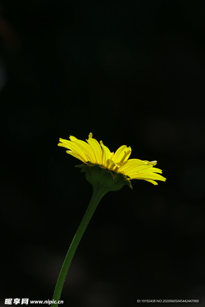 日光菊