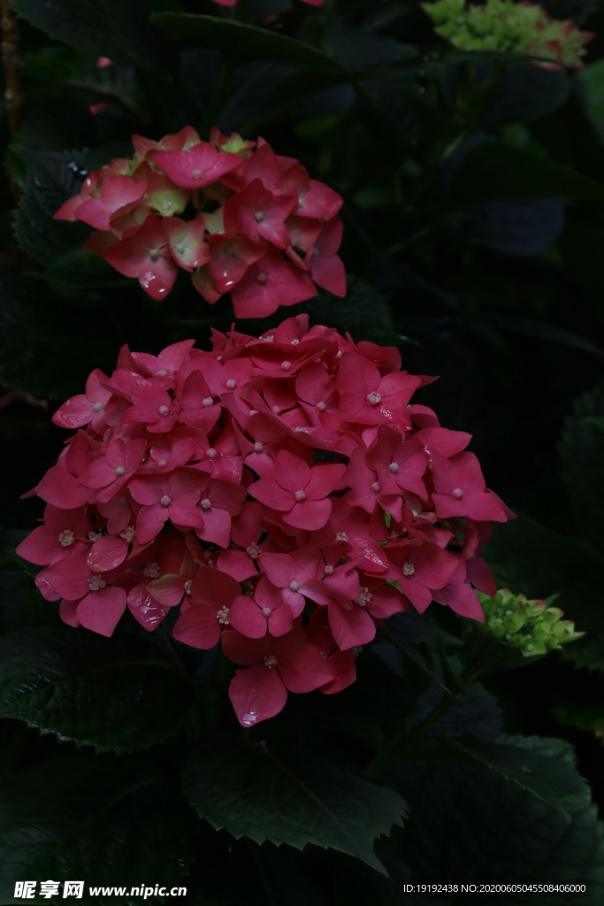 绣球花
