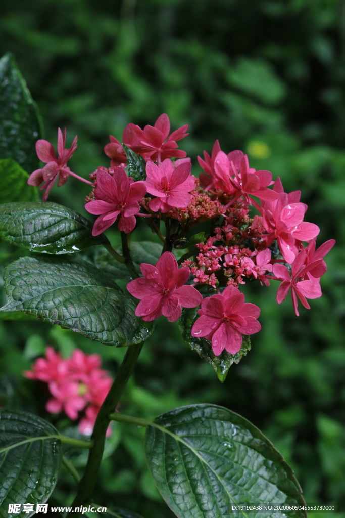 绣球花