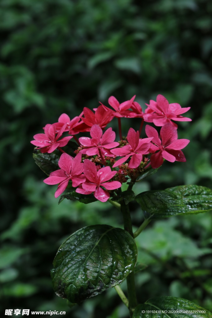 绣球花
