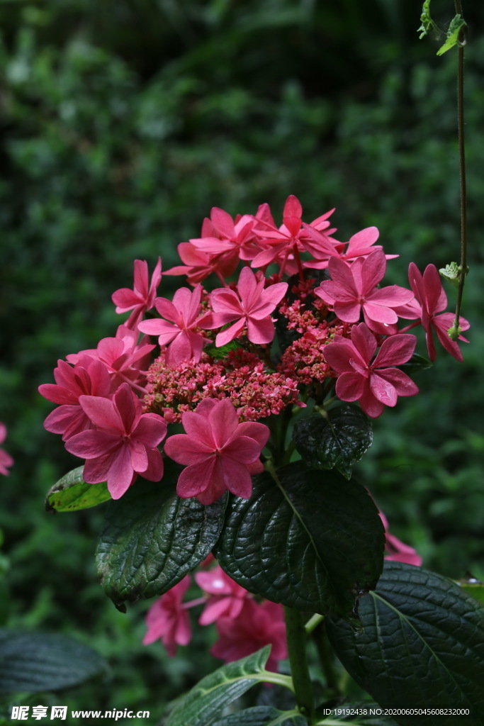 绣球花