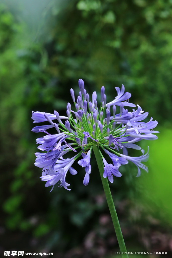 温室花草