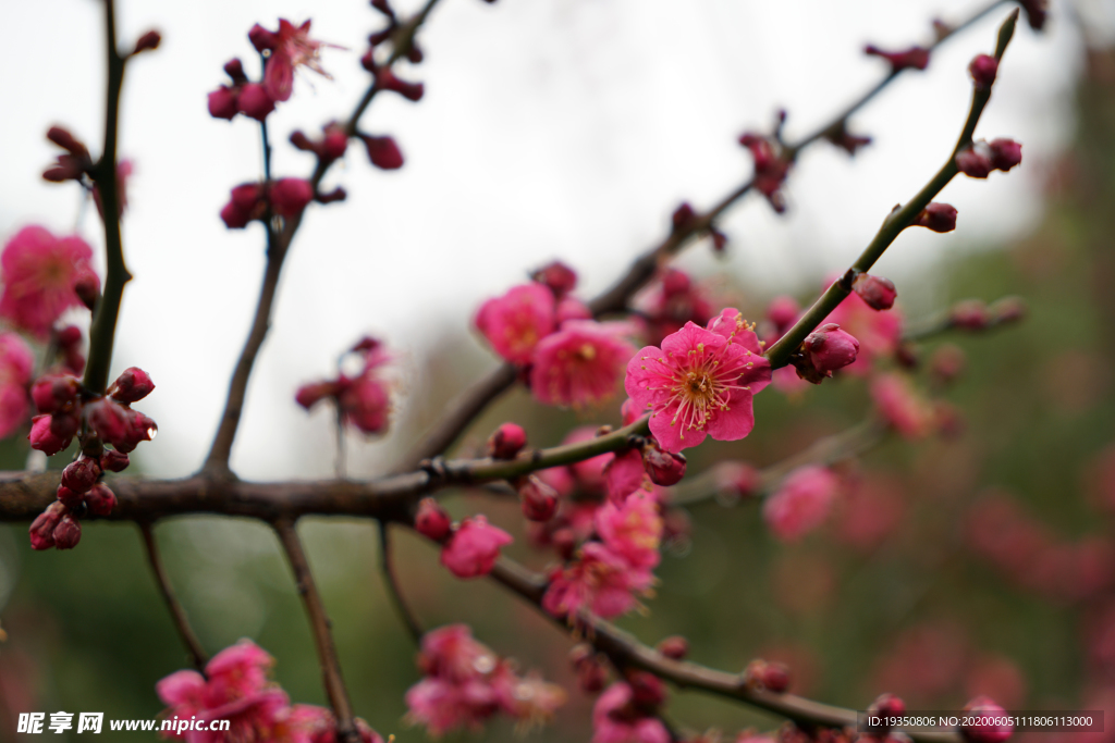 粉红色的梅花花朵花枝