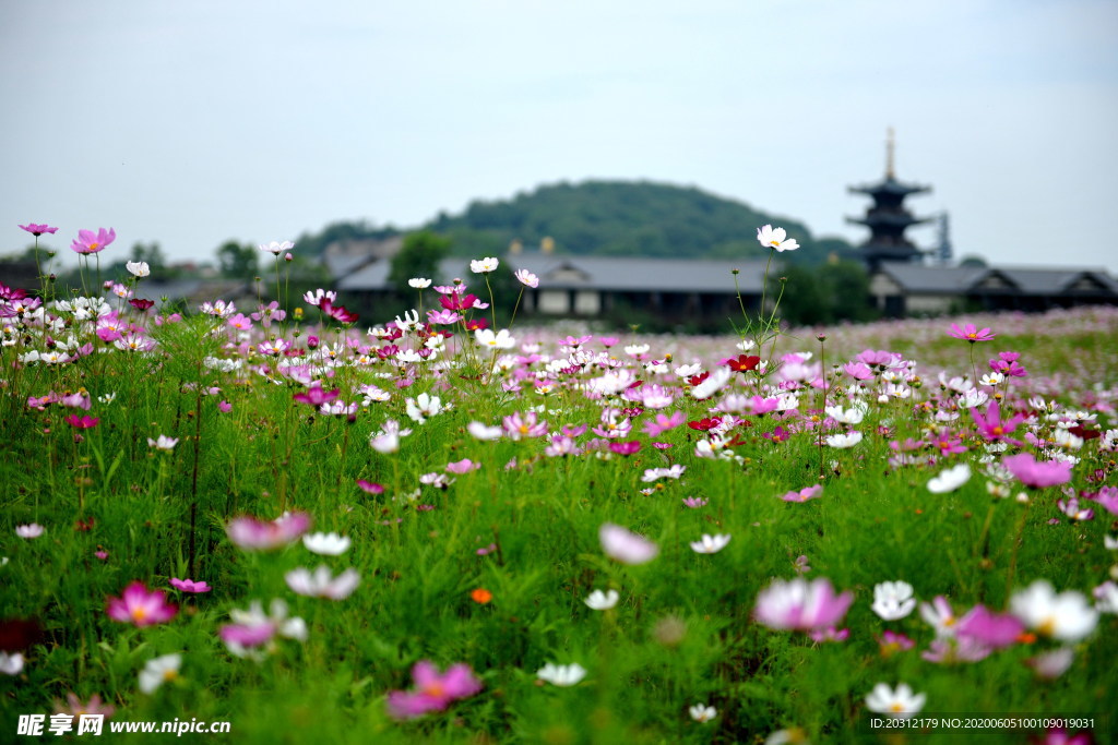 花中趣