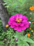 百日菊