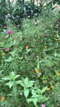 花花草草
