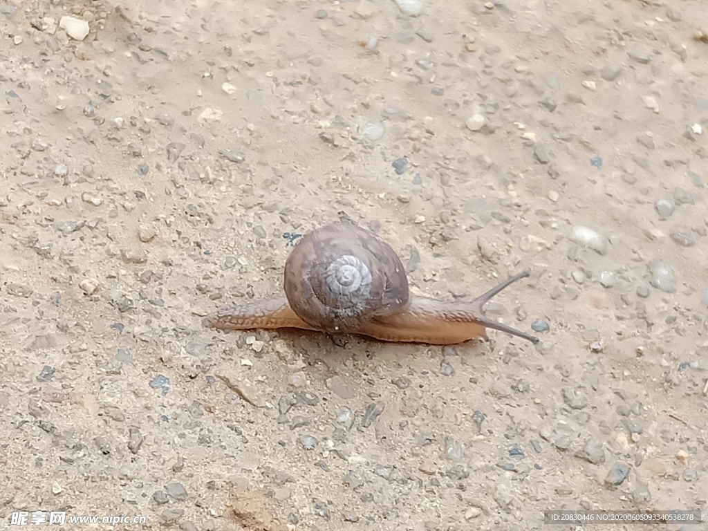 蜗牛
