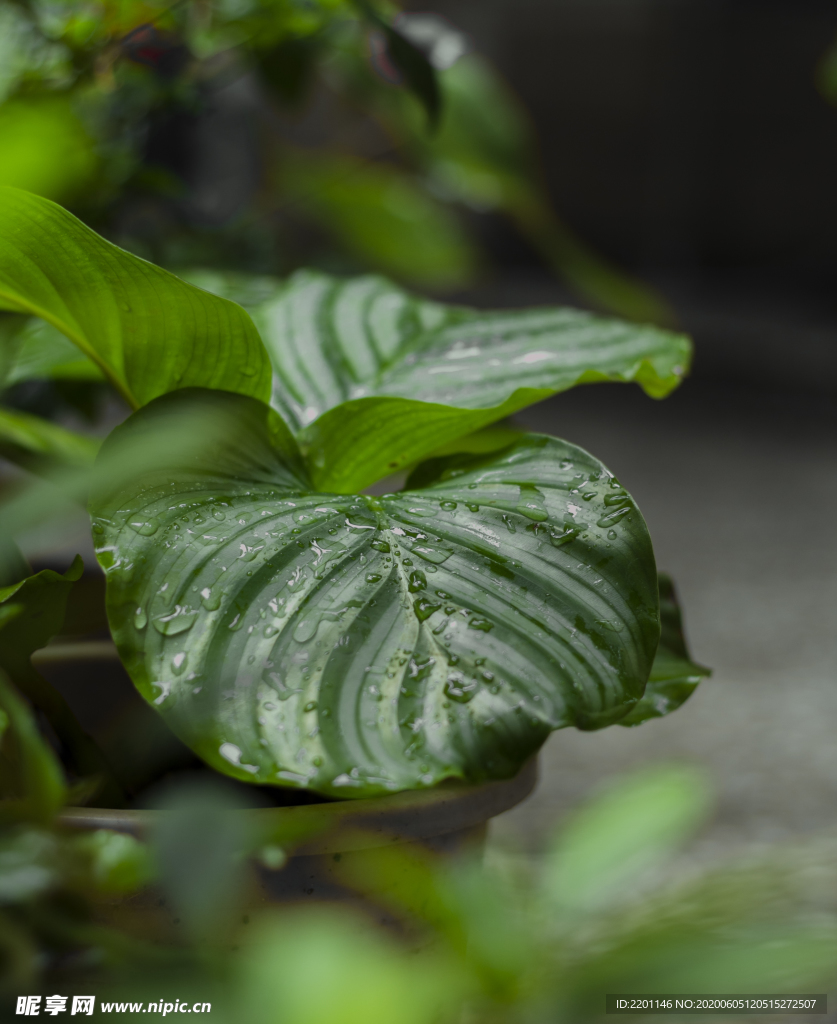 雨中树叶