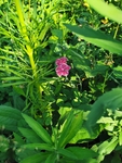 红色石竹花