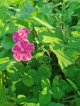 石竹花