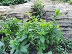 鱼香草