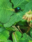蓝金花虫
