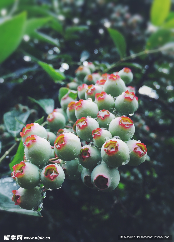 蓝莓