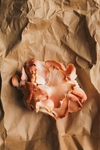 菌菇