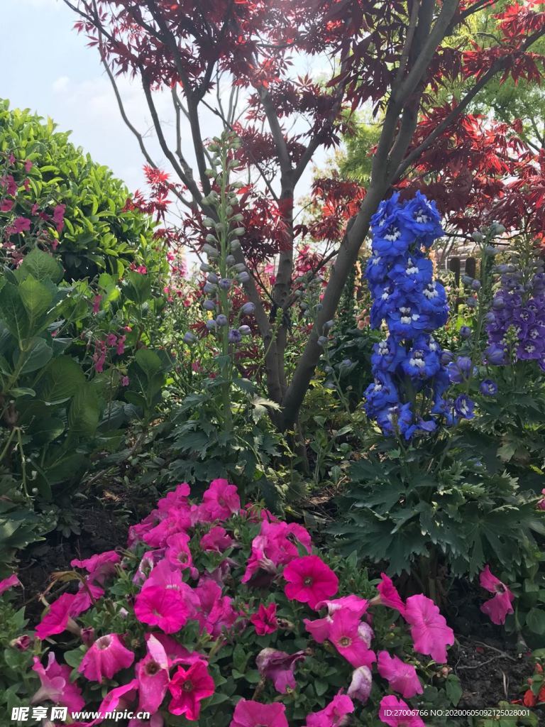 花朵拍摄