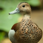 鸭子