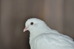 鸽