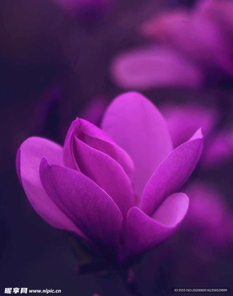 玉兰花