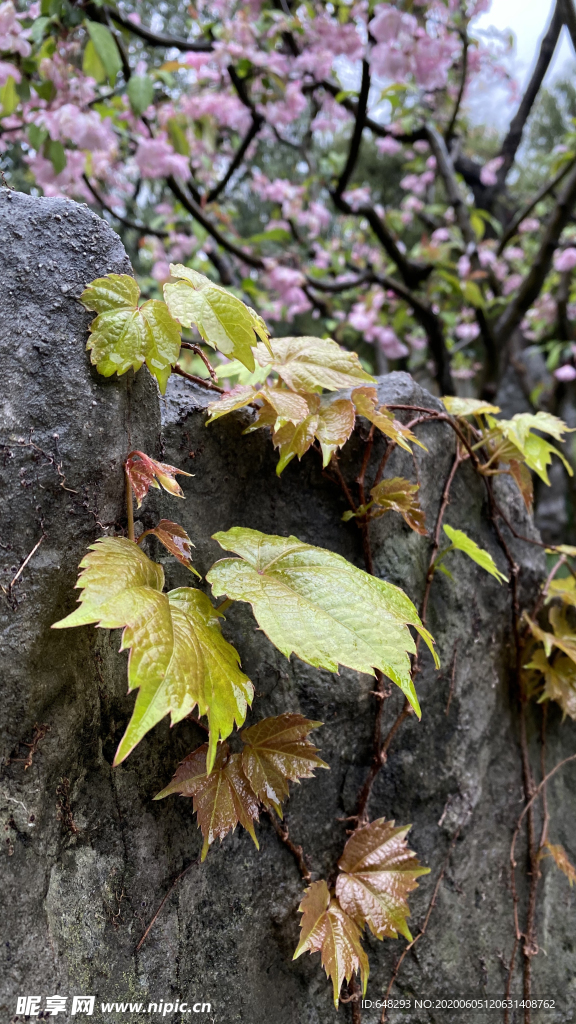 爬山虎