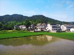 田野