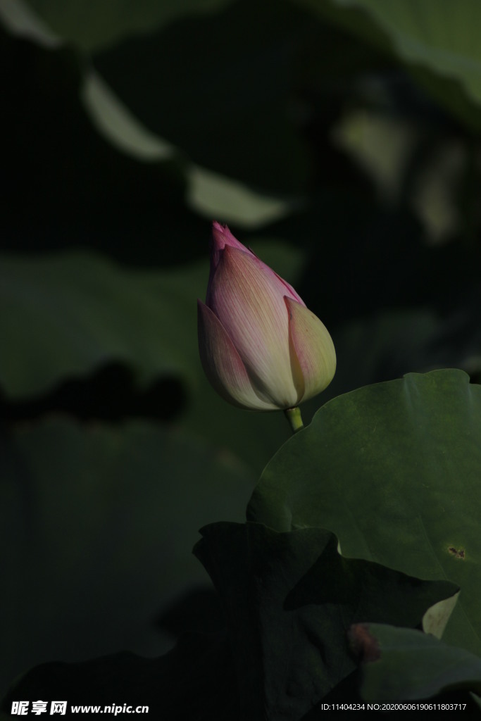 荷包花