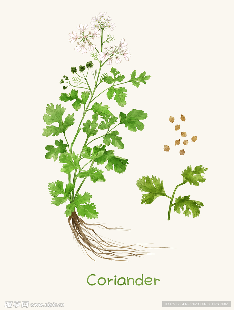 手绘植物