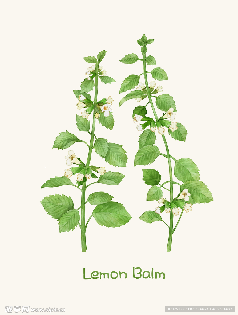 手绘植物