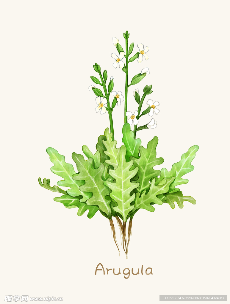 手绘植物