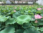 潮州市潮安区归湖镇石陂村莲花池