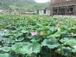 潮州市潮安区归湖镇石陂村莲花池