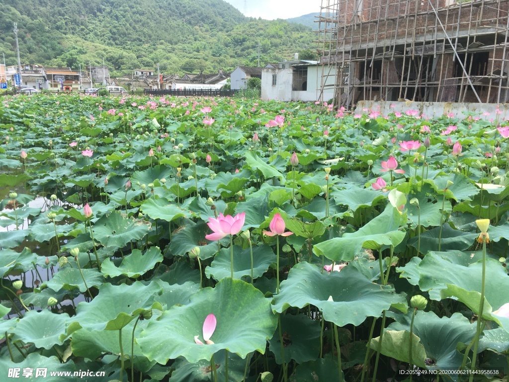 潮州市潮安区归湖镇石陂村莲花池