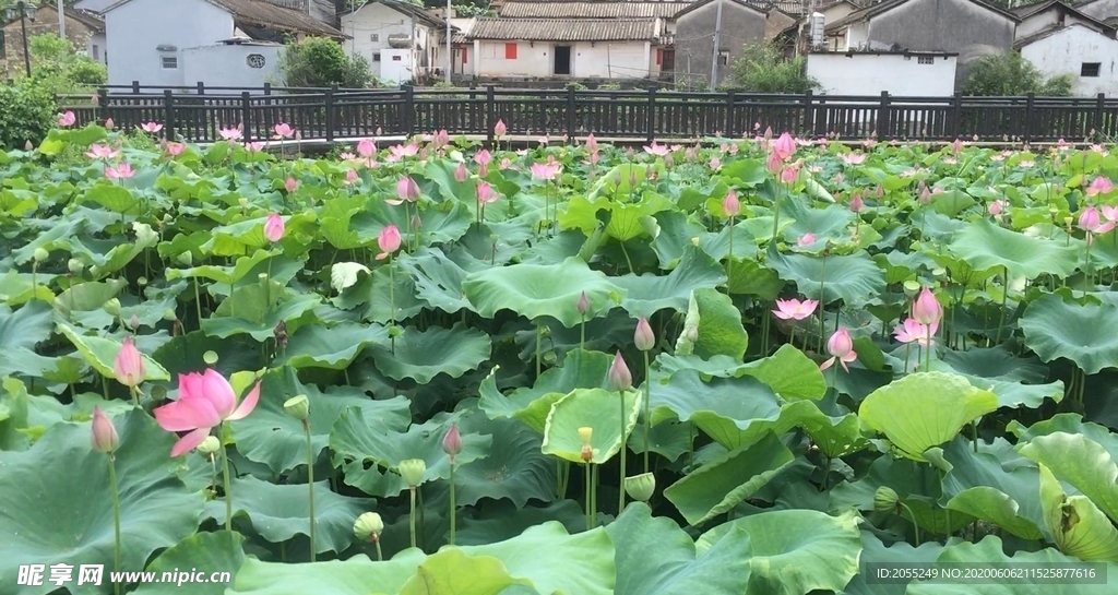 潮州市潮安区归湖镇石陂村莲花池