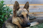 德国牧羊犬
