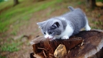 猫 家猫