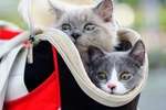 猫 家猫