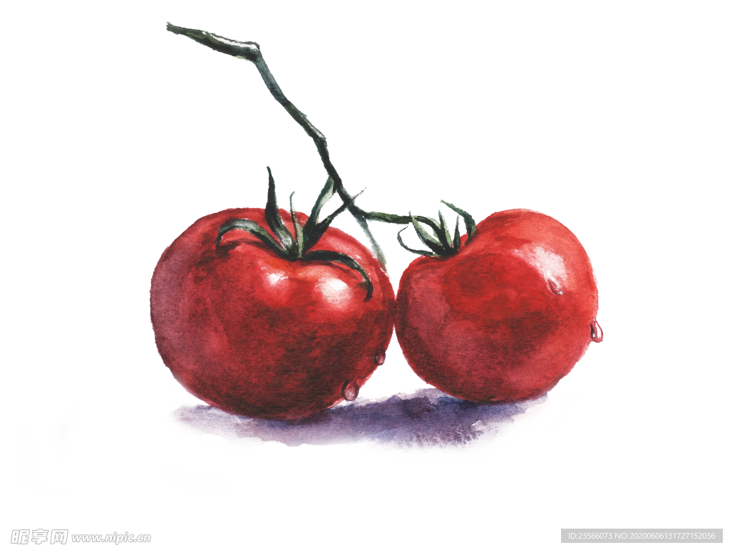 蔬菜番茄绘画