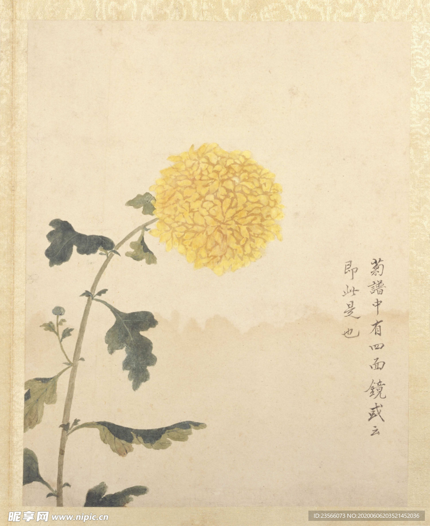 临蒋廷锡花卉花草绘画