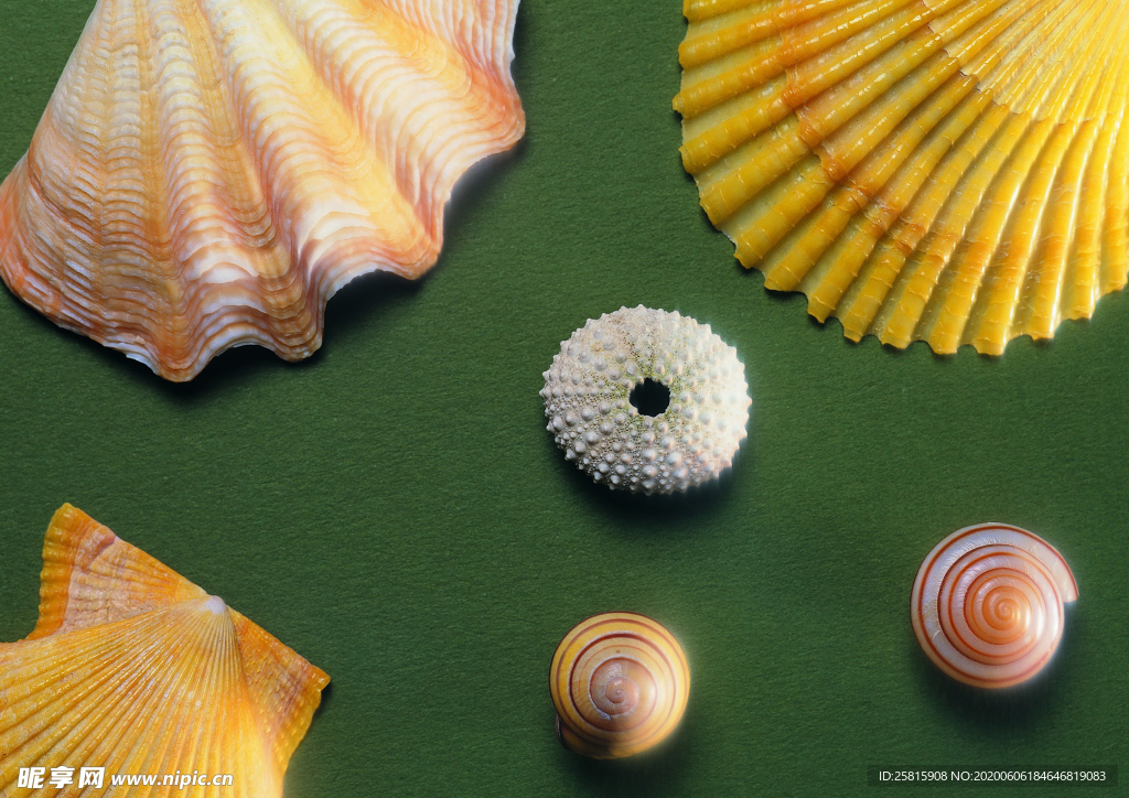 贝壳海螺唯美图片