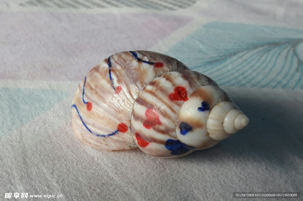 贝壳海螺唯美图片
