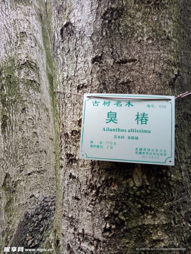 臭椿